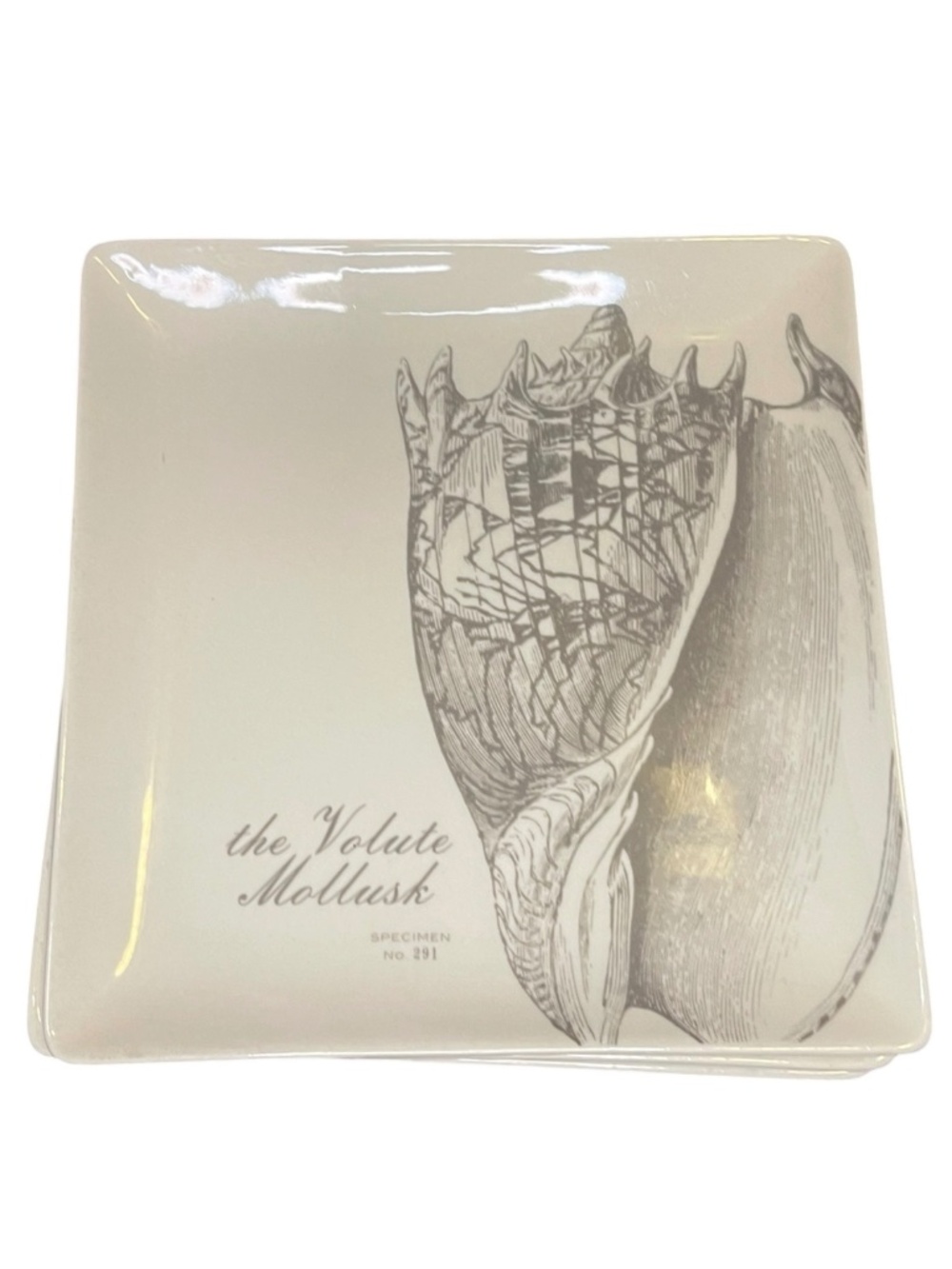 Creative co-op Set of 2 Square Shell Salad Lunch Plates Coastal Beach Life